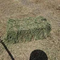 یونجه درجه یک