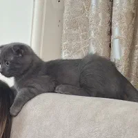 گربه خانگی شناسنامه دار