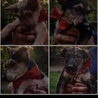 واگذاری میکس ژرمن