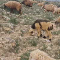 جوپان
