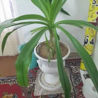 گل سوسن