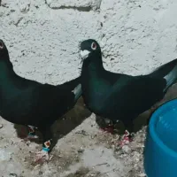 نروماده درجه یک|پرنده|برازجان, |دیوار