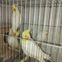 عروس هلندی