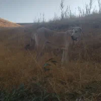 ماده عراقی نسل دار معاوضه با نر
