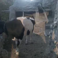 یک عدد نر گاو|حیوانات مزرعه|جلگه ماژان, |دیوار