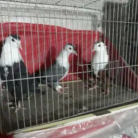 کفتر