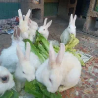 فروش خرگوش|موش و خرگوش|ایذه, |دیوار