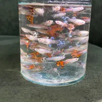 ماهی گوپی بالغ و بچه|ماهی|هشتگرد, شهرک آفتاب|دیوار