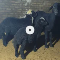 میش وبره قره قزل دوباره قوچ خورده