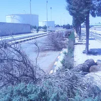 قطع وهرس درختان باغی وویلایی ،اره موتوری،خرید چوب|خدمات باغبانی و درختکاری|مشهد, توس (بلوار توس)|دیوار