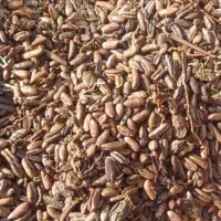 هسته خرما و تفاله،  تفاله سیب ، هسته انار|عمده‌فروشی|نوشین شهر, |دیوار