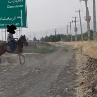 اسب شناسنامه‌دار|اسب و تجهیزات اسب‌سواری|کرمانشاه, |دیوار