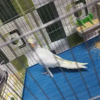 عروس هلندی نر