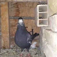 کبوترپلاکی|پرنده|بافق, |دیوار