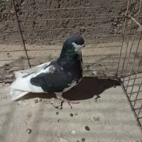 2عدد کفتر طوقی اصفهانی