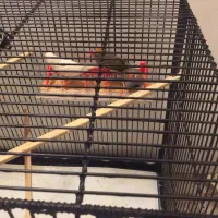 4 عدد فنچ نر با قفس سایز بزرگ|پرنده|تهران, پاسداران|دیوار