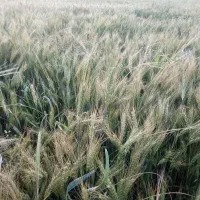 اجاره زمین کشاورزی