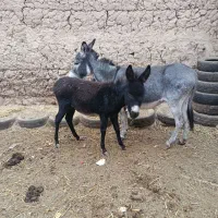 فروش شیر الاغ