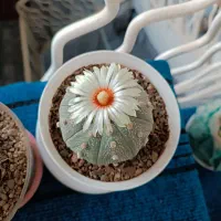 کاکتوس فروش فوری به دلیل مشکلات|گل و گیاه طبیعی|شریفآباد, |دیوار