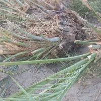 پاجوش درخت مضافتی|گل و گیاه طبیعی|ریگان, |دیوار