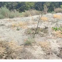 زمین باغ|فروش زمین و ملک کلنگی|اسکو, |دیوار