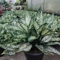 آگلونما سفید برفی|خدمات باغبانی و درختکاری|مرزیکلا, |دیوار