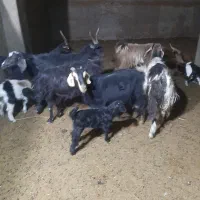 فروش بزبزغاله دار شیرا