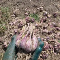 سیر محلی