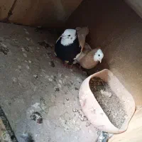 یک جفت طوقی