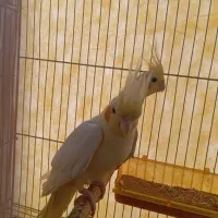 جفت عروس هلندی تخم گذار مولد