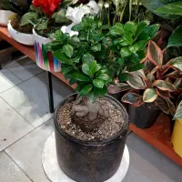 آنتریوم/گل گیاه آپارتمانی/زاموفیلیا بونسای|گل و گیاه طبیعی|فردیس, فردیس|دیوار