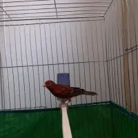 قناری سوخته سرخ|پرنده|کرمان, |دیوار