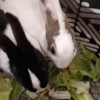 خرگوش زیبا تمیز