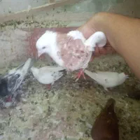 کفتر صید بومب بلند