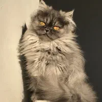 گربه بریتیش|گربه|پرند, فاز ۴|دیوار