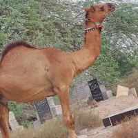 شتر نر