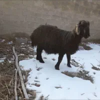 یک جفت بره نر دامازلخ