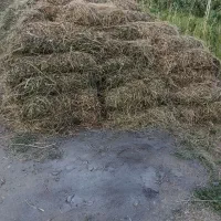 یونجه