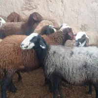 میش آبستن سنگین