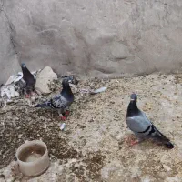 پلاکی سینه سفید|پرنده|شیراز, دروازه اصفهان|دیوار