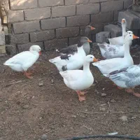 غاز|پرنده|کارون, |دیوار