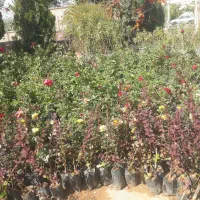 فروش انواع گل رز هلندی رونده ساناز بدون واسطه|گل و گیاه طبیعی|بجنورد, |دیوار