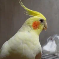 عروس هلندی نر سخنگو لوتینو