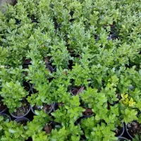 گل شمشاد سبز سطل ۳