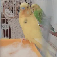 دو عدد مرغ عشق نر