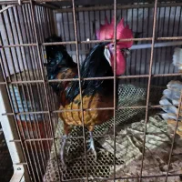 جوجه، نیمچه،مرغ،تخم زینتی اورپینگتون،ورورک|حیوانات مزرعه|رباط‌کریم, رباط‌کریم|دیوار