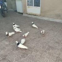 طوقی