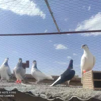 کبوتر