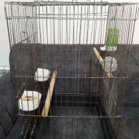 قفس طوطی 1032