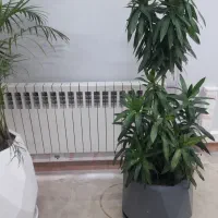 تاسیسات لوله کشی شیر آلات،آبگرمکن وکولر آبی